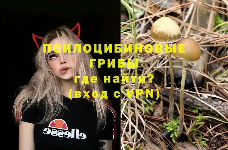 mega ссылка  где купить наркоту  Ардатов  Галлюциногенные грибы GOLDEN TEACHER 